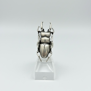 Cicada ring